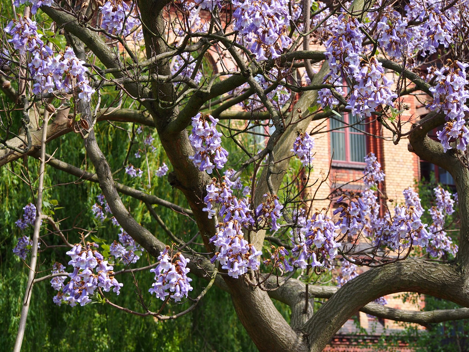 Paulownia plantation
